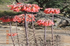 Kalanchoe tubiflora